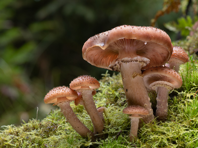 Armillaria ostoyae